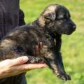 Chiots Edele 4eme semaine-16