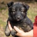 Chiots Edele 5 semaines et 5 jours-42