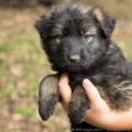 Chiots Edele 5 semaines et 5 jours-47
