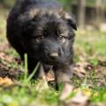 Chiots Edele 5 semaines et 5 jours-49