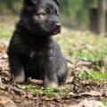 Chiots Edele 5 semaines et 5 jours-53
