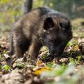 Chiots Edele 5 semaines et 5 jours-59