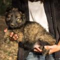 Chiots Edele 7 semaines-10