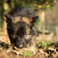 Chiots Edele 7 semaines-24