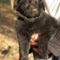Chiots Edele 7 semaines-26