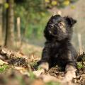 Chiots Edele 7 semaines-50