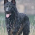 Jake (2)