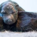 chiots-de-emine-1-semaine-5