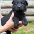 chiots-emine-6eme-semaine-18
