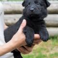 chiots-emine-6eme-semaine-19