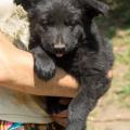 chiot-emine-8eme-semaine-6