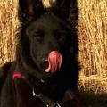 nera fiona 2014