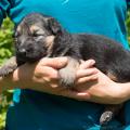 chiots-foudja-2-semaines-et-6-jours-15