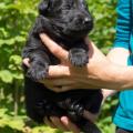 chiots-foudja-2-semaines-et-6-jours-7