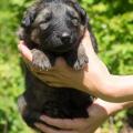 chiots-foudja-2-semaines-et-6-jours-9