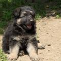 chiots-foudja-6eme-semaine-3