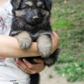 chiots-foudja-6eme-semaine-34