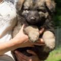 chiots-foudja-6eme-semaine-6