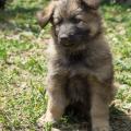 chiot-foudja-dans-sa-7eme-semaine-9-sur-33