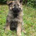 chiot-foudja-8eme-semaine-19