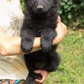 chiot-foudja-8eme-semaine-21