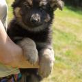 chiot-foudja-8eme-semaine-29