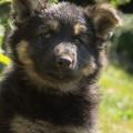 chiot-foudja-8eme-semaine-31