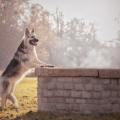 Cheyenne