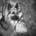 Cheyenne