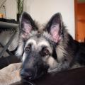jaycko galaxie (4)