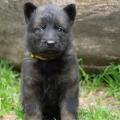 chiot-helia-5eme-semaine-16-sur-31