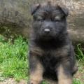 chiot-helia-5eme-semaine-20-sur-31