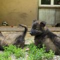 chiots-helia-7eme-semaine-36-sur-39
