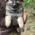 chiot-jacy-8eme-semaine-4-sur-8