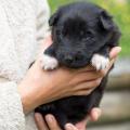 chiot-manga-3-semaines-21