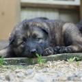 chiots-manga-4-semaines-et-3-jours-33