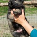chiots-manga-4-semaines-et-3-jours-4