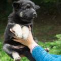 chiots-manga-7eme-semaine-10-sur-40