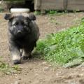 chiots-manga-7eme-semaine-37-sur-40