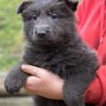 Chiots Phalbala 6 semaines et 4 jours-12