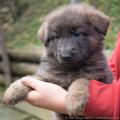 Chiots Phalbala 6 semaines et 4 jours-25