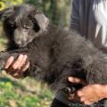 Chiots Phalbala 8 semaines-18