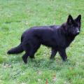 Jango_8mois_4