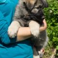 chiots-ryade-7-semaines-17