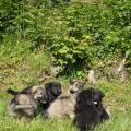 chiots-ryade-7-semaines-24