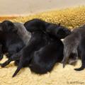 chiots-de-yanka-3-jours-1