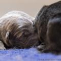 chiots-de-yanka-3-jours-6