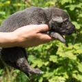 chiots-yanka-1-semaine-et-5jours-21