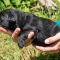 chiots-yanka-1-semaine-et-5jours-5