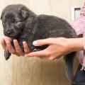 chiots-yanka-4eme-semaine-14-sur-21